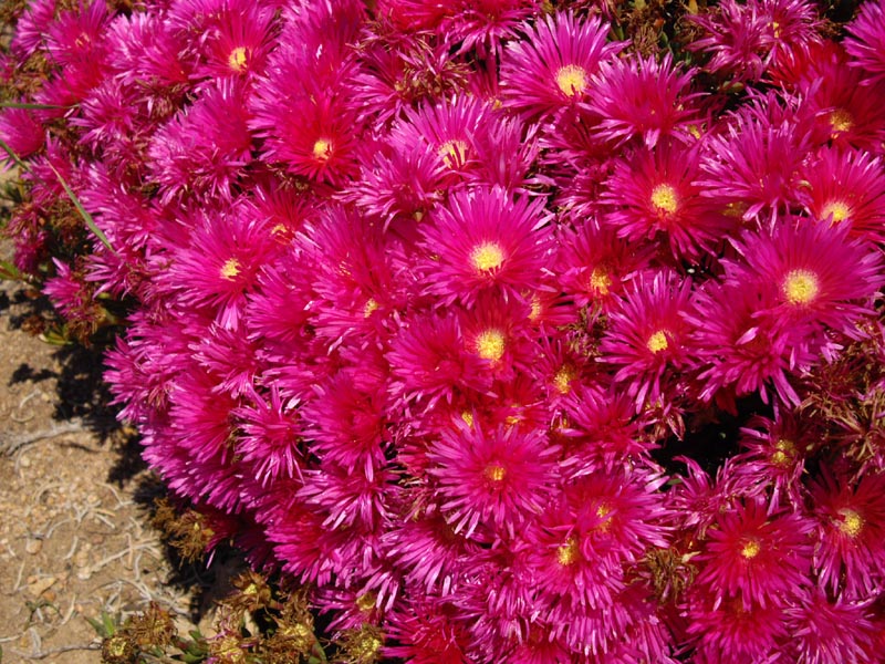 Lampranthus spectabilis photo